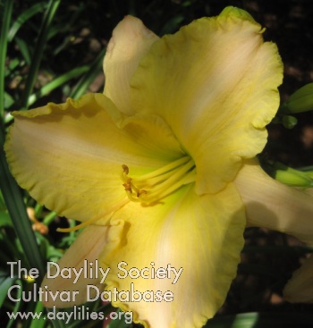Daylily Nicola DuQuesnay Baker